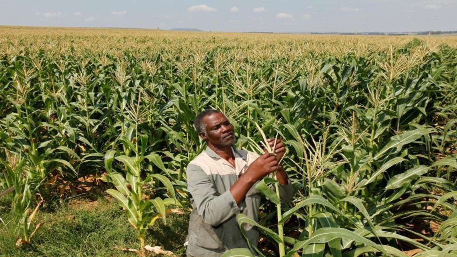 Emokweme Corn Farming